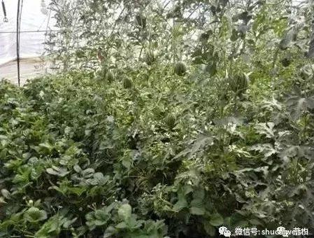 草莓居然可以套种这么多作物？