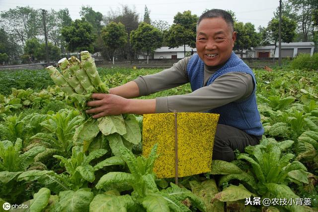 莴苣种植上市晚、产量低？9个种植管理细节手把手教你夺高产