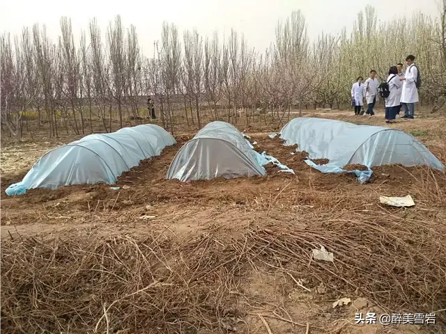 河南农村常见的中药材凤仙花，栽培技术详解