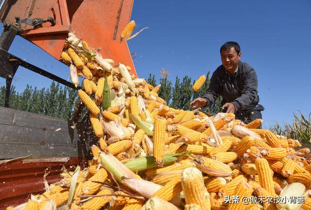 玉米怎样种植管理产量高？重点抓好这3个生长阶段的管理