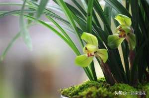 兰花的种植季节(11月养兰花，“死记硬背”5个要点，苗壮长势旺，花箭窜满枝)