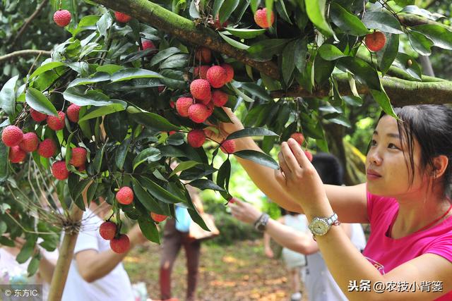 果树如何管理，才能更好的促根、壮根、护根、养根？