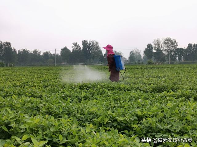 花生想高产，重点打好3遍肥和药，但要掌握好喷打时间与配方技巧