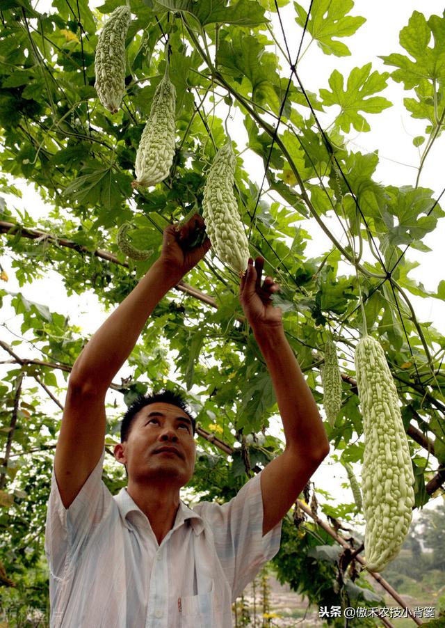 苦瓜如何种植才能更高产？防治苦瓜上的瓜实蝇有哪些好方法？