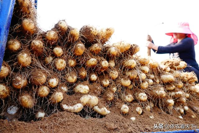 春耕时节山药下栽，提前做好3个基础保障措施，有助提品增产