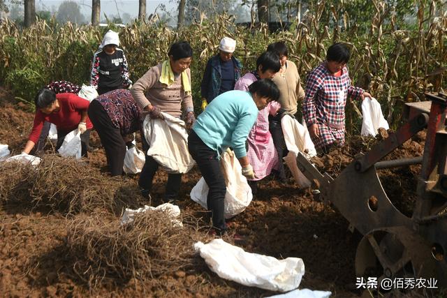 种苗不花钱，比种植红薯简单，曾是名贵中药材，何首乌不再神秘