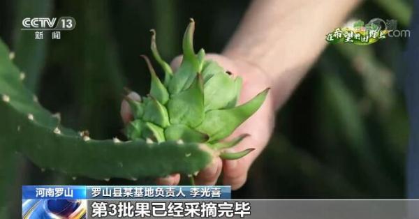 在希望的田野上｜河南罗山火龙果新鲜上市 红红火火助力乡村振兴