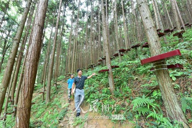 江西全南：林下种植铁皮石斛 助推脱贫攻坚