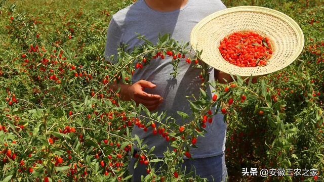 每亩纯利润6000元以上，它是40种大宗药材之一，适合哪些种植户