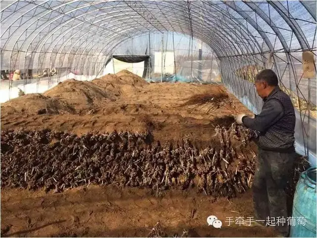 一起来学习葡萄苗木的选择标准与栽植注意事项