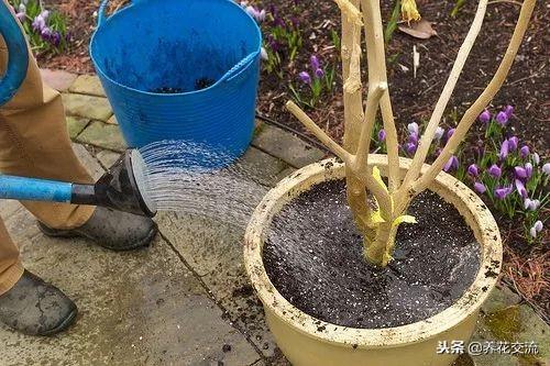 花友将曼陀罗花养成院子里的盆栽，还开出了灿烂的花朵