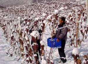 冰葡萄种植前景(老人在雪地里种这种丑葡萄，没人敢吃，却收益了上千万的财富)