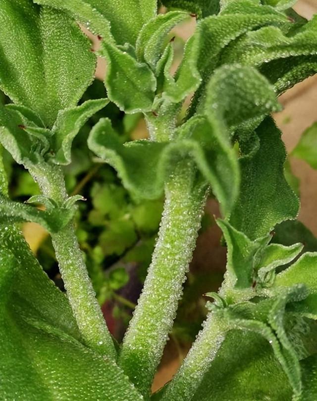 根据冰菜的生物特征，采用土壤栽培或水培，保证质量和口感