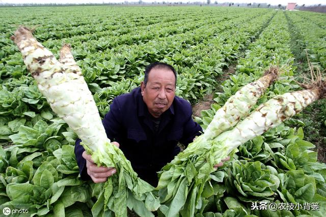 莴苣种植上市晚、产量低？9个种植管理细节手把手教你夺高产