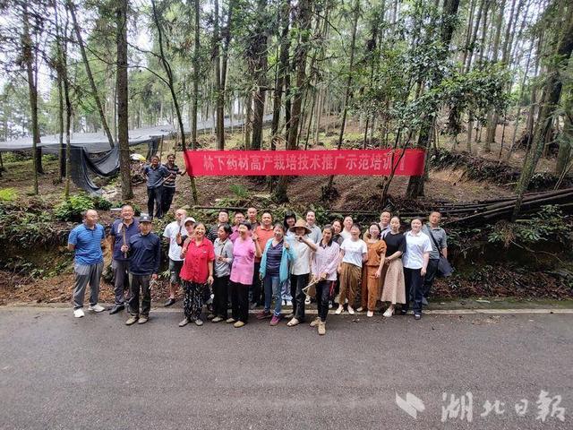 从药材到“药财”—鹤峰大山深处的药香成发展“良方”