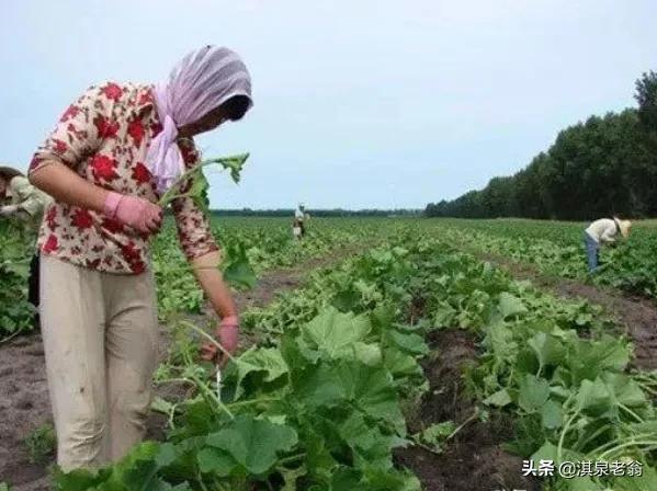 露地种植南瓜“三巧”管理法能高产