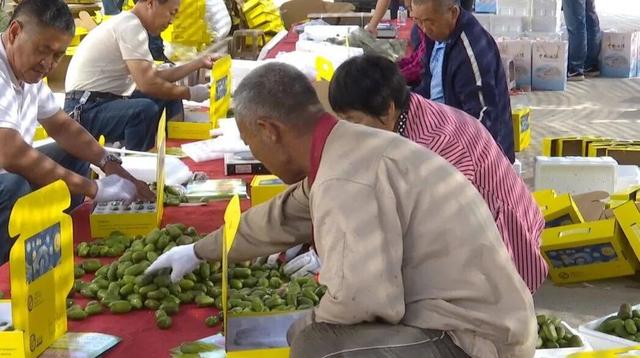 邵伯村：种植软枣猕猴桃，走绿色致富之路