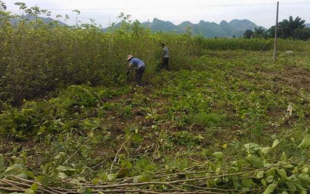 种植桑树，夏季管理很重要，掌握6点关键技术，助桑农增产又增收