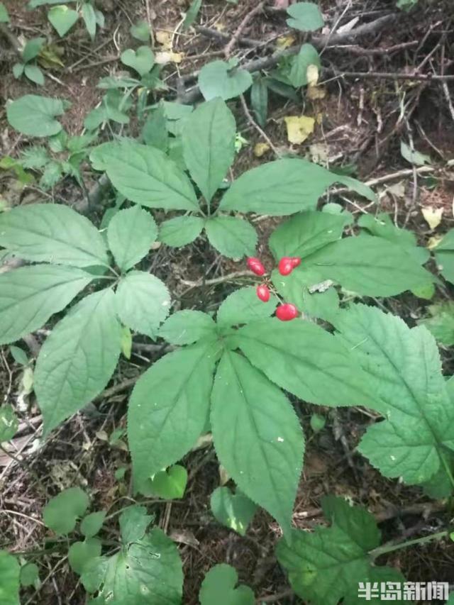 长白山人参扎根崂山！从采药人到种药人，崂山农民15年引种让传说变现实