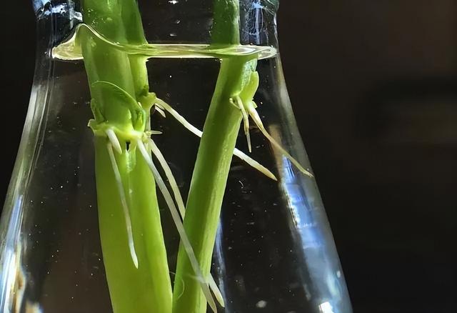 在自家的阳台上将蔬菜放入水中培育，就能实现蔬菜自由，快试试