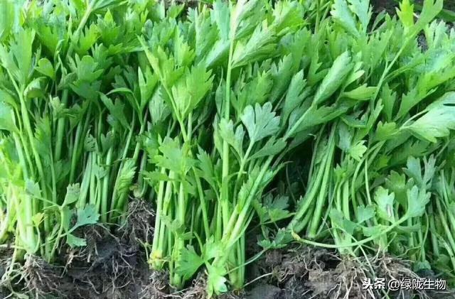 春季香芹大棚种植技术