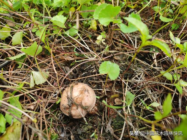 种植菌根共生苗，一棵树年均收入200元，连续受益30年