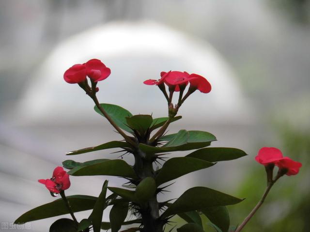 优秀的室内盆栽植物虎刺梅，应该怎么养才能花繁叶茂呢？