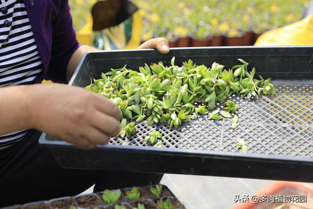 多肉植物砍头之后怎么进行扦插