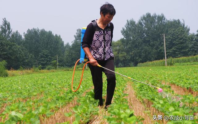 大豆用什么拌种？怎样播种能够整齐出苗？种植多大密度能够高产？