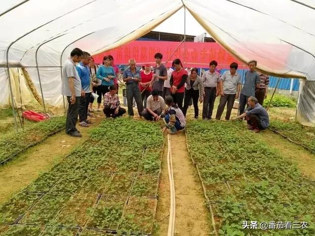 这种食药两用作物，掌握高产技巧，产量媲美红薯，可尝试种植几亩