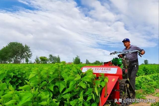 桑树也能做饲料？种植一次连续收割20年，50克种子能育8000苗