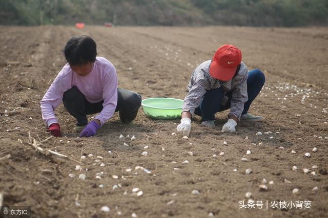 掌握这些种植管理细节，大蒜才能长势好、产量高、品质优！