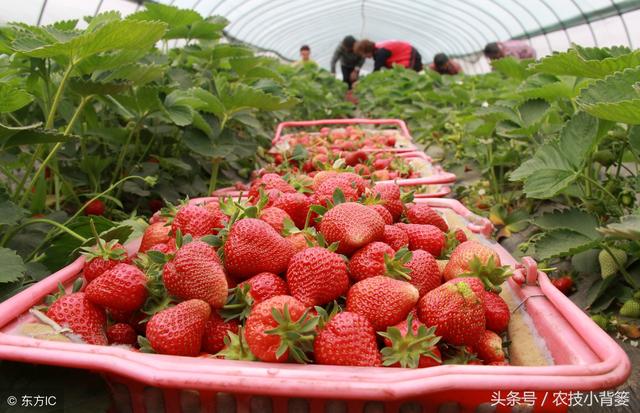 太详细了！看过之后 新手也能轻松搞定草莓种植！