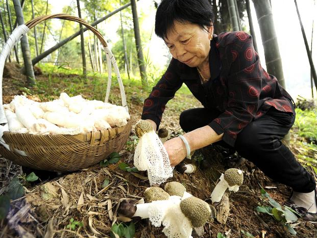 寄生竹子根部，曾被认为有毒不能吃，如今实现人工种植，1斤150元