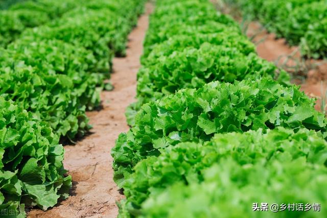 蔬菜种植我常用三个新方法，掌握好了，种啥菜也不愁长不好