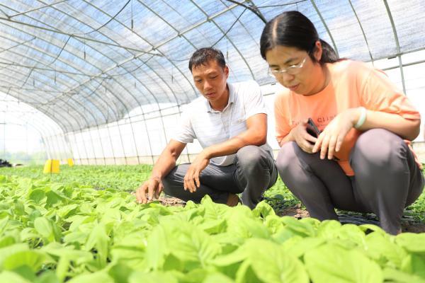 绿叶菜卖每斤25元，客户源源不断增加！上海这个蔬菜种植基地有何“魔力”？