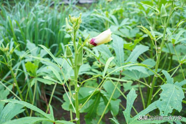 农民在这个季节种什么菜合适？南北方有差异也有相同，种啥看这里