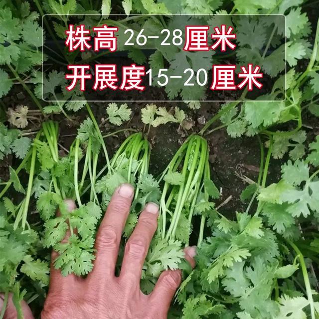 七八月份夏季，温度高！农户种菜，可以选这几个品种，抗热强