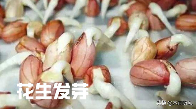 如何培育花生芽苗菜？注意这几点，更有利于栽培成功