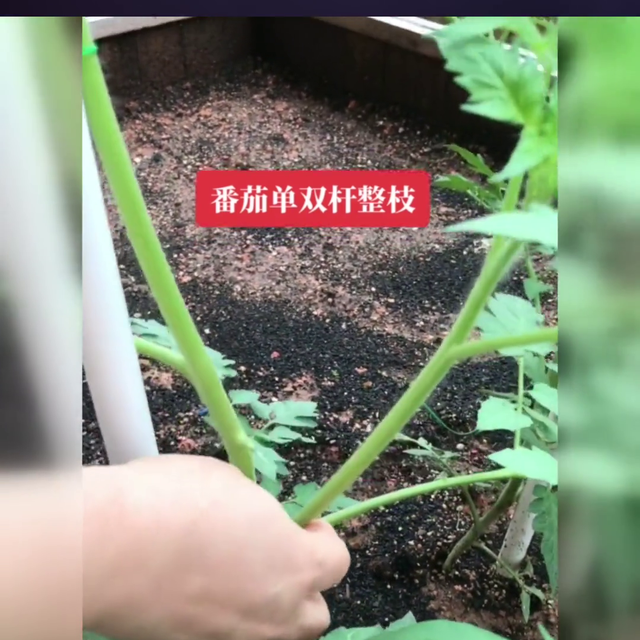 番茄单双杆整枝方法#番茄种子