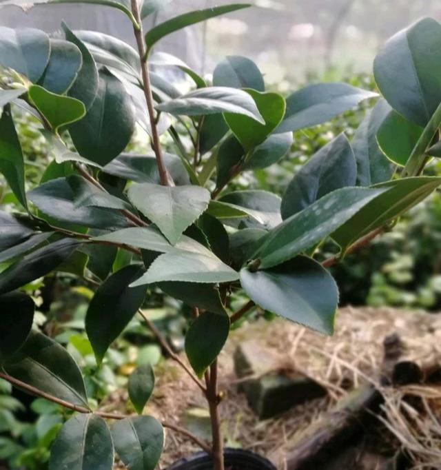 想养好茶花，这几点要知道，这样才能养好它，不干叶落叶，开花多