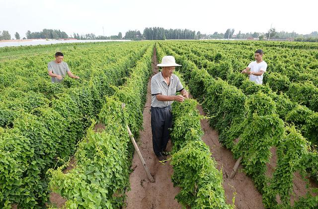 种植山药产量上不去？这4点工作做到位，山药产量高、品质佳