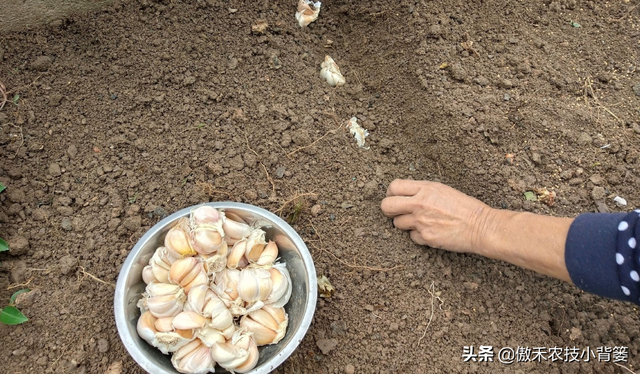 不分瓣的单瓣独头蒜是怎样种出来的？掌握住这8个种植技巧