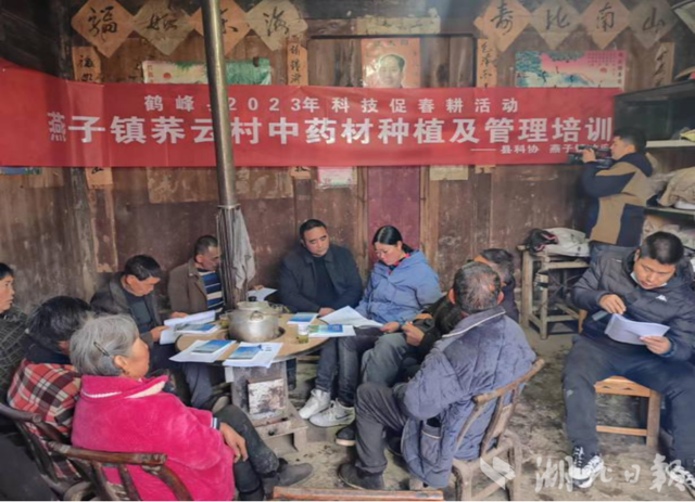 从药材到“药财”—鹤峰大山深处的药香成发展“良方”