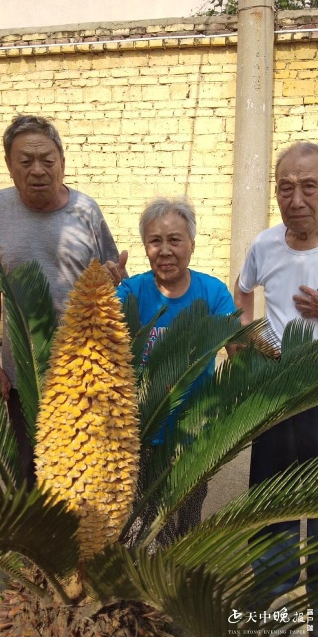 铁树开花  花蕾达55厘米长