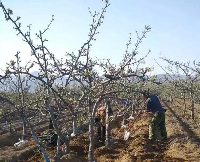 红梨高效栽培关键技术