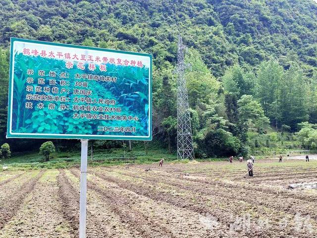 鹤峰全力推广玉豆复合种植模式 助力百姓“一季双收”