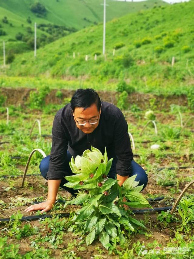 巩留县：天山雪莲低海拔人工种植成功