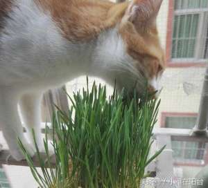 大麦的种植方法(猫草怎么种？种了一盆，猫咪吃的好开心)