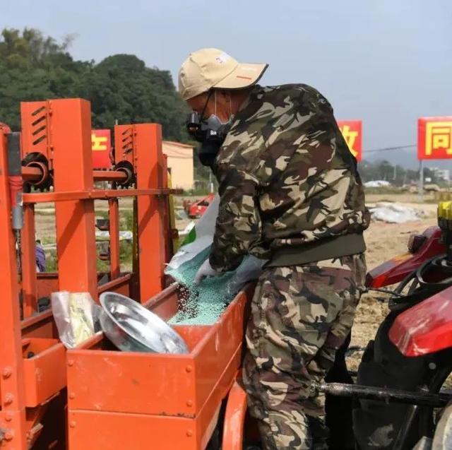 冬种“金豆豆”！清城1000亩马铃薯种出明年新“薯光”